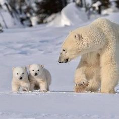 an adult polar bear with two cubs in the snow