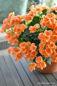 an orange flower in a pot on a table