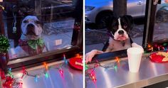 two pictures of a dog looking out the window at christmas lights and food in front of him