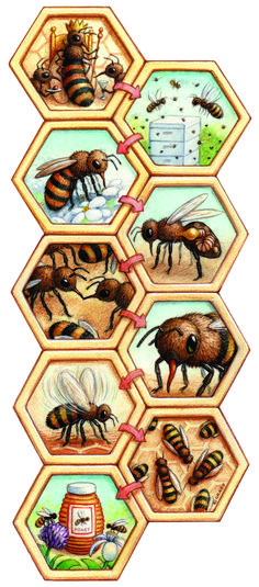 bees and honeybees are depicted in this illustration, which depicts the different stages of their life cycle