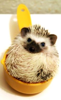 a small hedgehog sitting in a yellow bowl