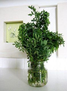 a vase filled with lots of green plants on top of a white counter next to a framed picture