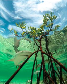 a shark swims through the water near mangrove trees