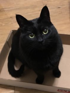 a black cat is sitting in a box on the floor looking up at the camera