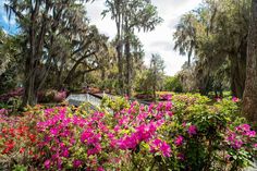 pink flowers are blooming in the foreground and trees with spanish moss on them