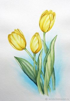 three yellow tulips with green leaves on a white background, painted in watercolor