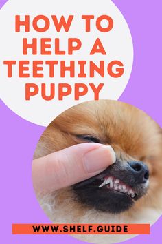 a small dog with its mouth open and the words how to help a teething puppy