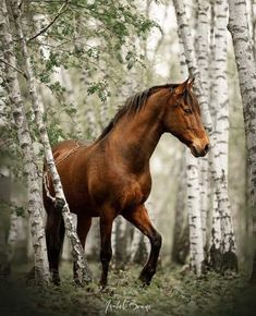 a brown horse standing in the middle of a forest next to tall white birch trees