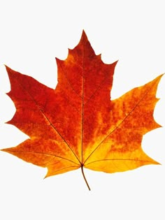 an orange and yellow maple leaf on a white background