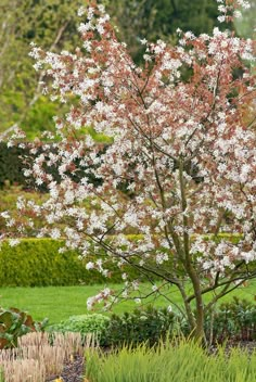 a tree with white flowers in a garden