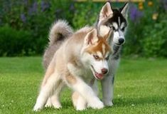 two husky dogs running in the grass with one looking at the camera while another looks on