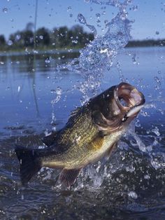 a large mouth bass jumping out of the water