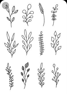 the different types of plants drawn by hand