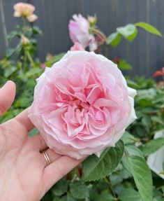 a person holding a pink flower in their hand