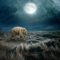 an elephant walking across a field under a full moon