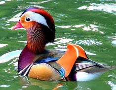 a colorful bird floating on top of a body of water