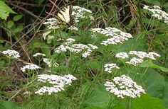 a butterfly sitting on top of white flowers in the grass and bushes behind it are green leaves