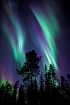 the aurora bore is glowing brightly in the night sky over some trees and evergreens