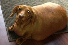 a brown dog laying on top of a wooden floor