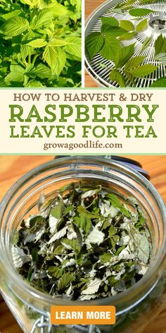 how to harvest and dry raspberry leaves for tea