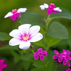 pink and white flowers with green leaves in the background