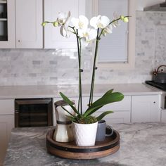 a white orchid plant in a pot on a wooden tray next to a stove top