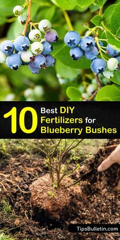 blueberries growing in the dirt with text overlay that says best diy brilzers for blueberry bushes