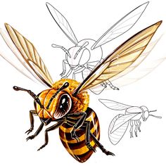 a drawing of a bee and another insect