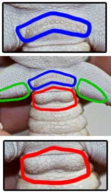 three images show the inside of a pair of white gloves with blue, green and red stripes