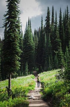 a person walking down a dirt road in the middle of a forest filled with trees