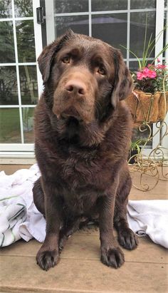 a large brown dog sitting on top of a wooden floor next to a window and potted plant