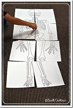 the skeleton is cut out and placed on paper