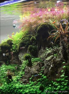 an aquarium filled with lots of plants and water next to some rocks on the ground