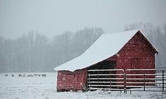 a red barn sits in the middle of a snowy field with cattle grazing on it