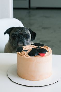 a pug dog looking at a birthday cake with frosting on it's face