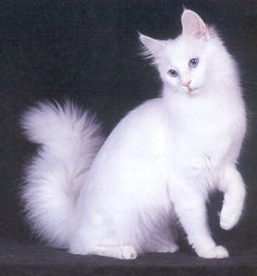 a white cat sitting on top of a black floor with its mouth open and it's tongue out