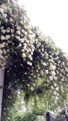 white flowers growing on the side of a building