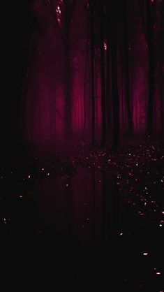 a dark forest filled with lots of trees and water in the middle of it at night