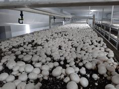 a bunch of mushrooms that are on the ground in some kind of room with metal railings