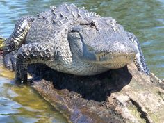 an alligator is sitting on a log in the water