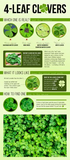 four leaf clovers are shown in green and white colors, with instructions on how to grow