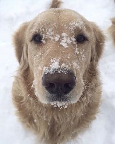 a close up of a dog with snow on it's face and nose, looking at the camera