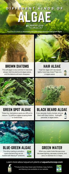 the different kinds of algaes are shown in this poster