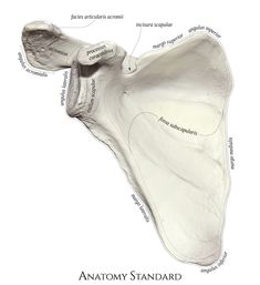 an image of the anatomy of the head and neck, with labels on each side