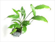 a potted plant with green leaves on a white background