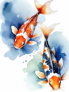 two orange and white koi fish in watercolor on blue background with splashes