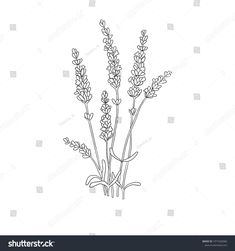 lavender flowers line drawing on white background