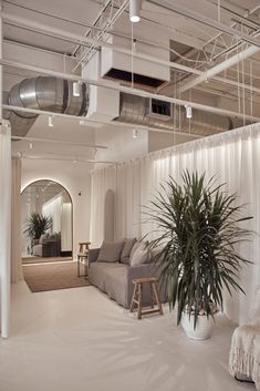 a living room filled with furniture and a potted plant in the middle of it