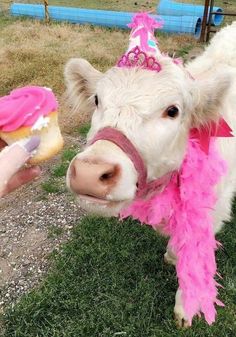 a white cow wearing a pink and purple party hat next to a donut in the grass