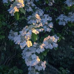 some white flowers are blooming in the evening sun on a tree branch with green leaves